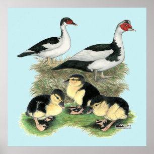 Pôster Família de Patos de Peito Preto Muscovy