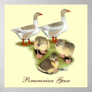 Pôster Família do ganso de Pomeranian