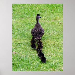 Poster Família do pato