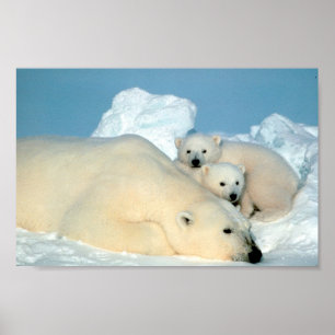 Pôster Família do urso polar