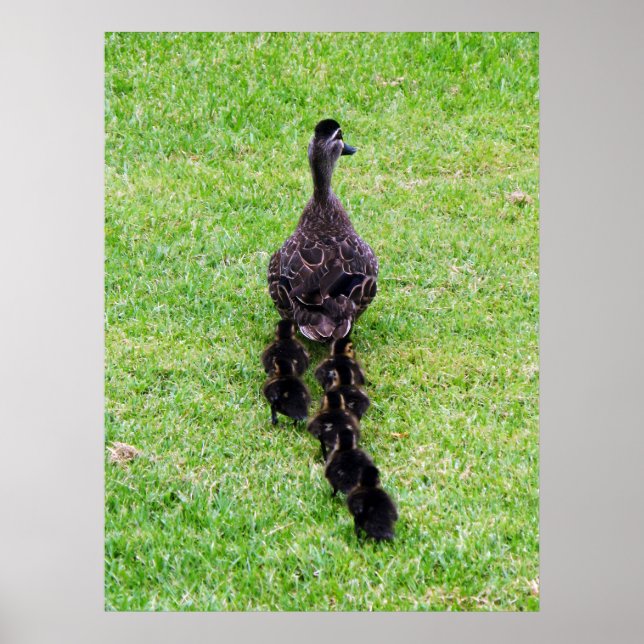 Poster Família Duck (Frente)