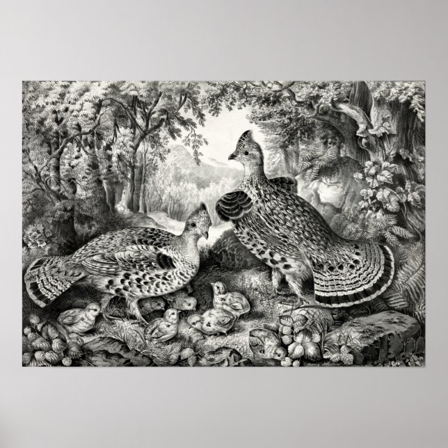 Poster Família Feliz - Agrupamento Ruffed e Jovem - 1866 (Frente)