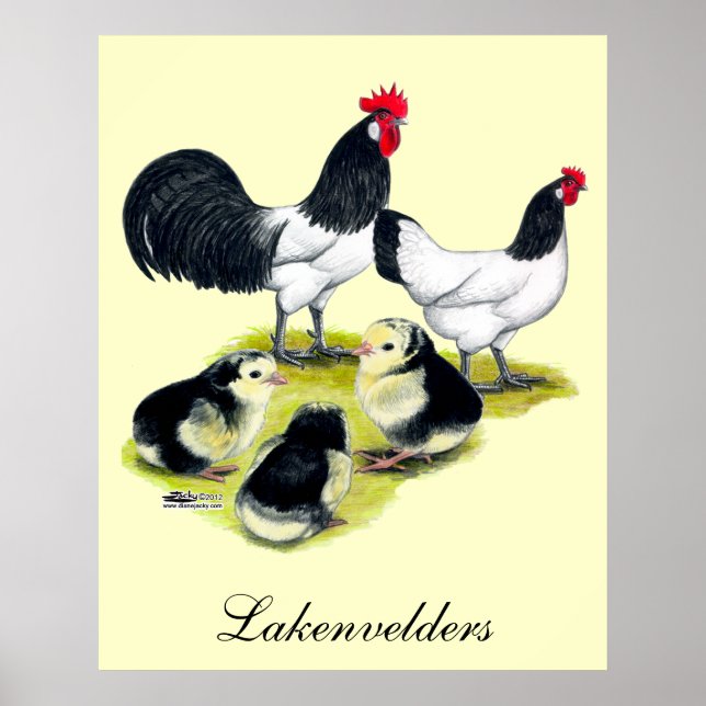 Pôster Família Lakenvelder Chicken (Frente)