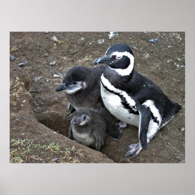 Poster Família Magellanic Penguin (Frente)