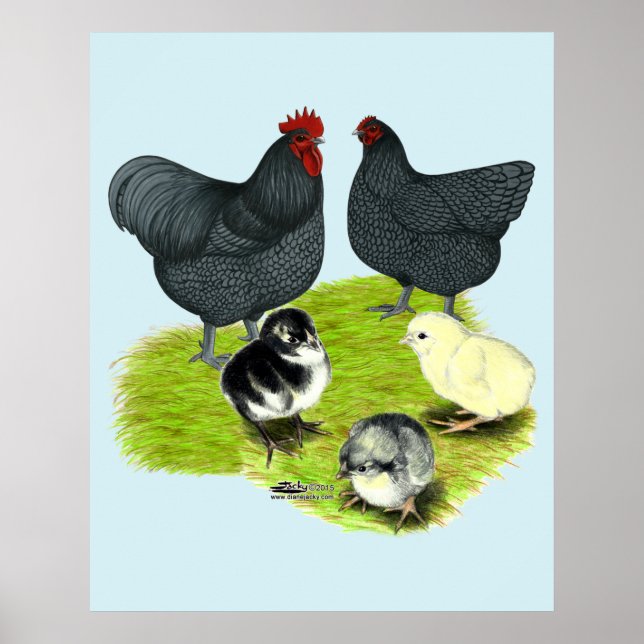 Poster Família Orpington Blue Chicken (Frente)