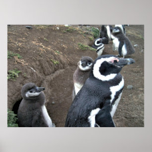 Poster Família Penguin