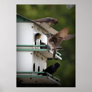 Poster Família Purple Martin