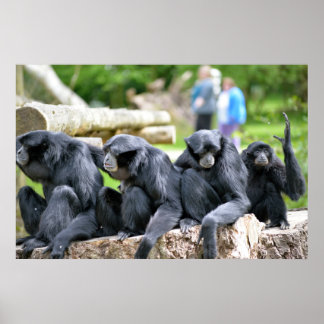 Pôster Família Siamang Gibbon relaxando no fota wildlife