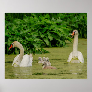 Pôster Família Swan