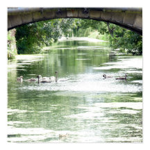 Família Swan No Rio