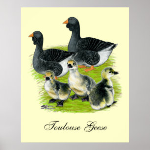 Poster Família Toulouse Goose