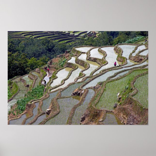 Poster Famosas Terras de Arroz de Yuanyang - Yunnan, Chin (Frente)
