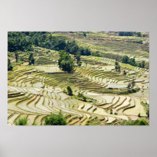 Poster Famosas Terras de Arroz de Yuanyang - Yunnan, Chin