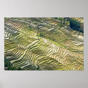 Poster Famosos Yuanyang Rice Terraces - Yunnan, China