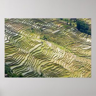 Poster Famosos Yuanyang Rice Terraces - Yunnan, China