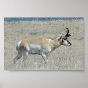 Pôster Fanfarrão do antílope de A25 Pronghorn