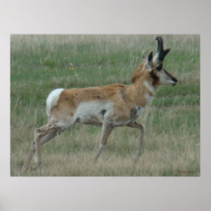 Pôster Fanfarrão do antílope de A32 Pronghorn