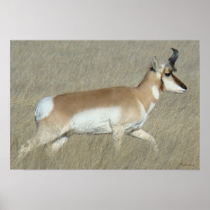 Poster Fanfarrão do antílope de A44 Pronghorn
