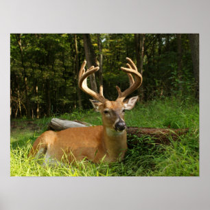 Pôster Fanfarrão do Whitetail no veludo 10 pontos