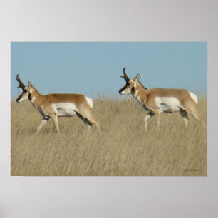 Pôster Fanfarrões do antílope de A45 Pronghorn