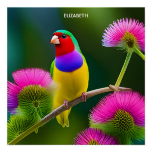 Pôster Fantasy Colorful Gouldian Finch