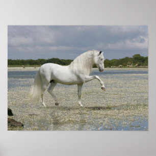 Poster Fantasy Horses: Lord of the Lake