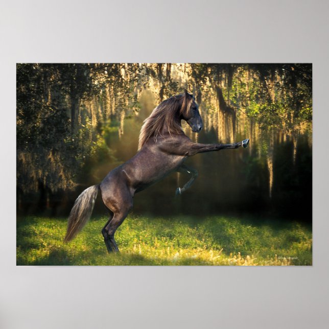 Poster Fantasy Horses: Warrior Prince (Frente)