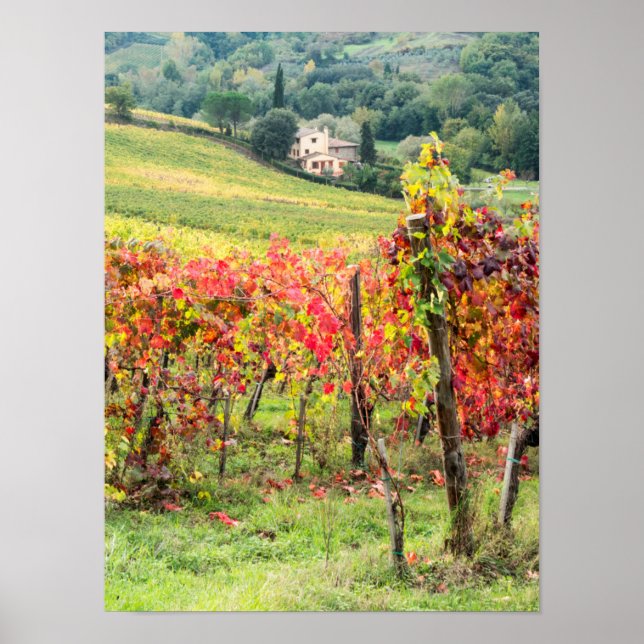 Poster Farm house and vineyard (Frente)