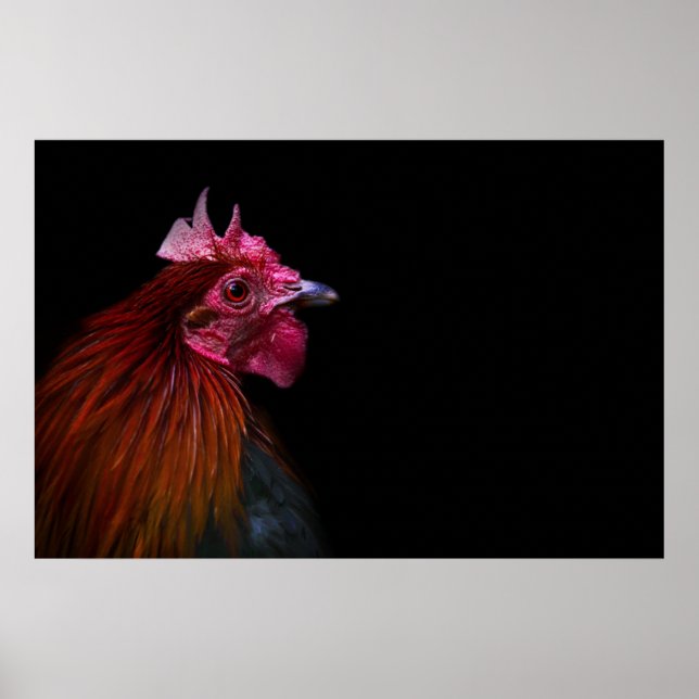 Poster Farms | Rooster Head Shot (Frente)