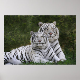 Poster Fase branca, tigre-de-bengala, Tigris