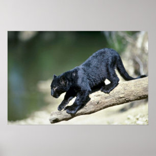 Poster fase-filhote Leopardo-preto