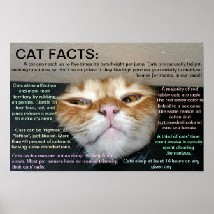 Poster Fatos 3 do gato