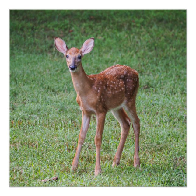 Pôster Fawn (Frente)