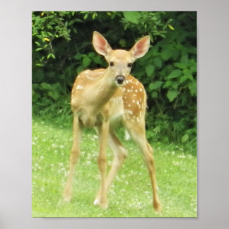 Poster Fawn