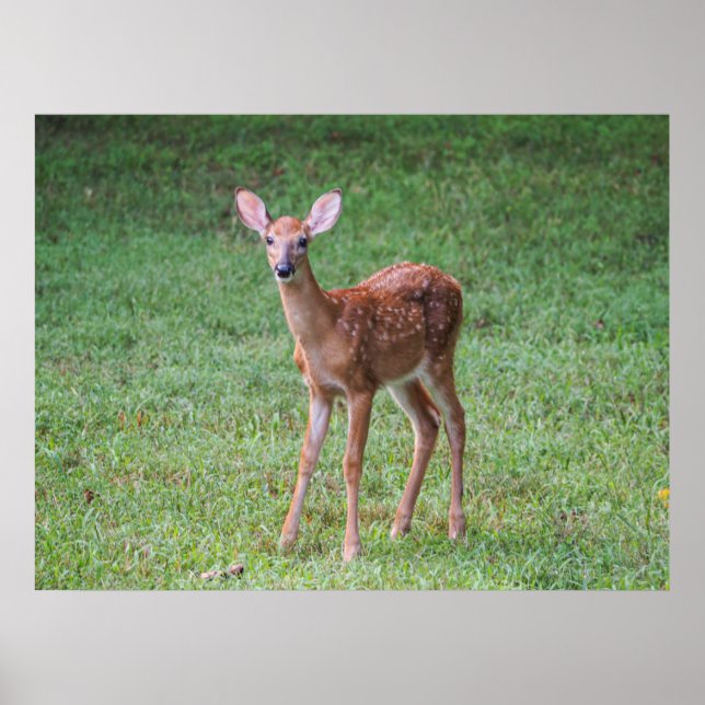 Poster Fawn (Frente)
