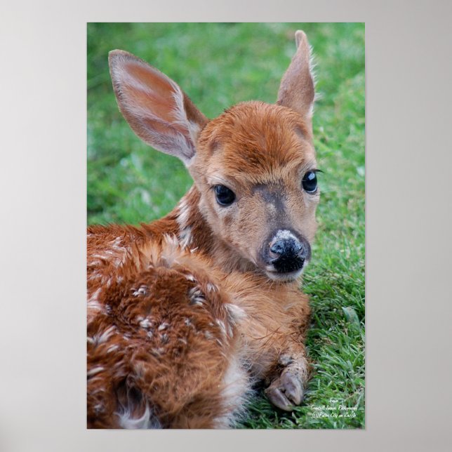 Pôster Fawn (Frente)