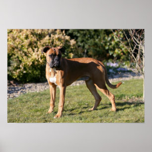 Pôster Fawn Boxer Dog Stander