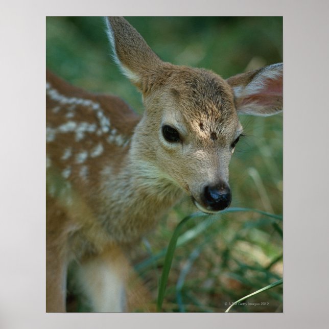 Poster Fawn na grama (Frente)