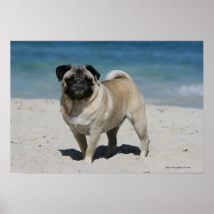 Pôster Fawn Pug at the Beach