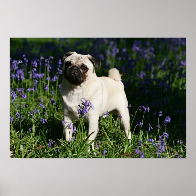 Pôster Fawn Pug em pé no Bluebells (Frente)