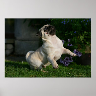 Poster Fawn Pug Puppy