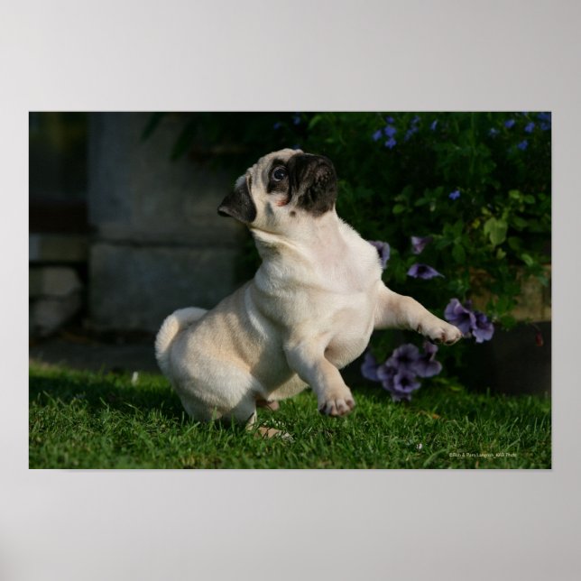 Poster Fawn Pug Puppy (Frente)