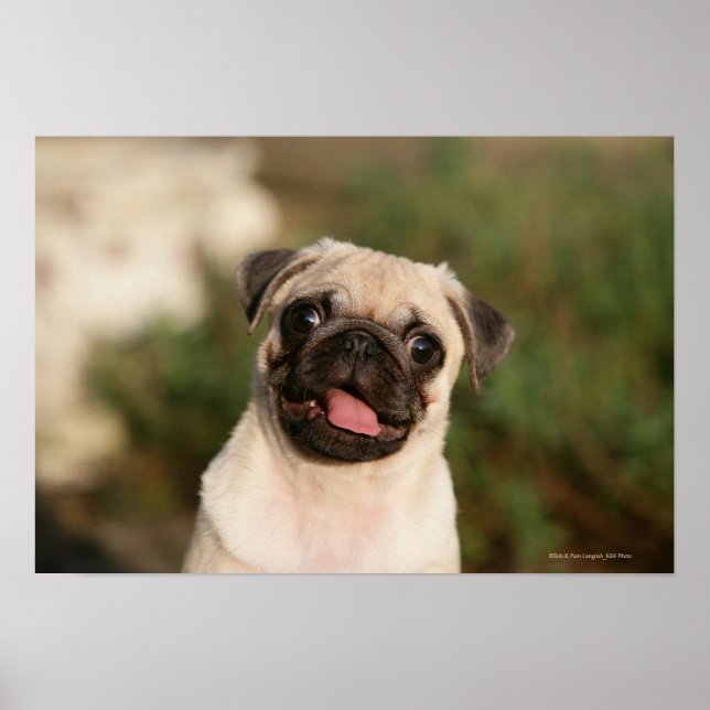 Poster Fawn Pug Puppy (Frente)