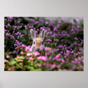 Poster Fazenda de coelhos