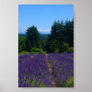 Poster Fazenda de Lavanda