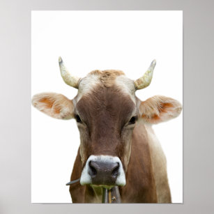 Pôster Fazenda de vaca, gado bovino, fotografia