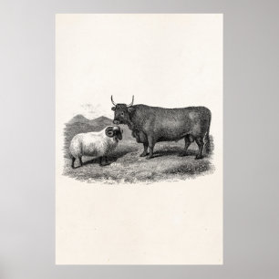 Pôster Fazenda retro da ilustração dos carneiros de Bul