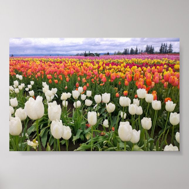 Poster Fazenda Tulip (Frente)
