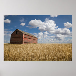 Poster Fazendas Velho Red Barn no Campo de Trigo