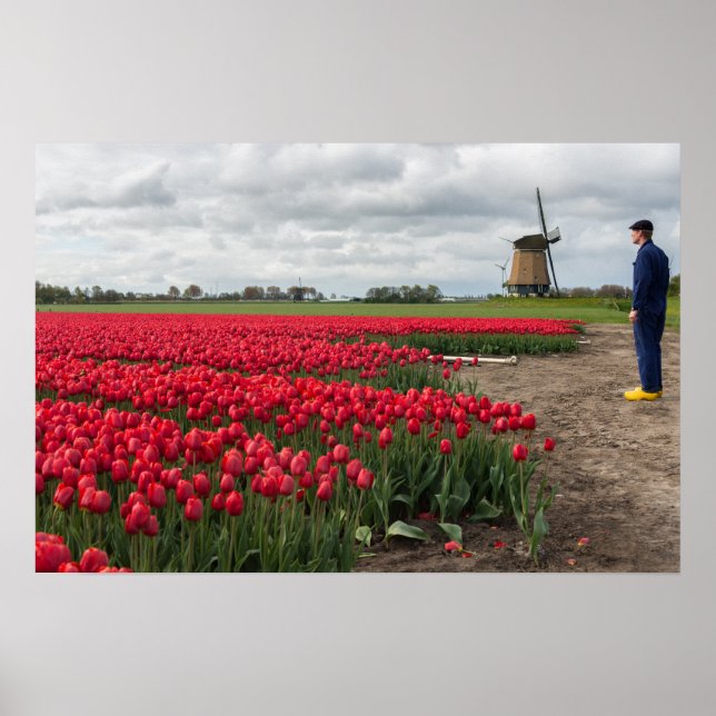Poster Fazendeiro inspecionando suas tulipas e moinho de  (Frente)
